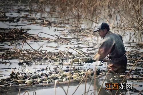 莲藕里面发黑是什么原因？莲藕的孔眼发黑能不能吃，值得点赞[赞][赞][赞]