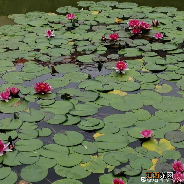 巧克力花喜欢酸性土还是碱性土？巧克力材质的东西，有问题请点这里