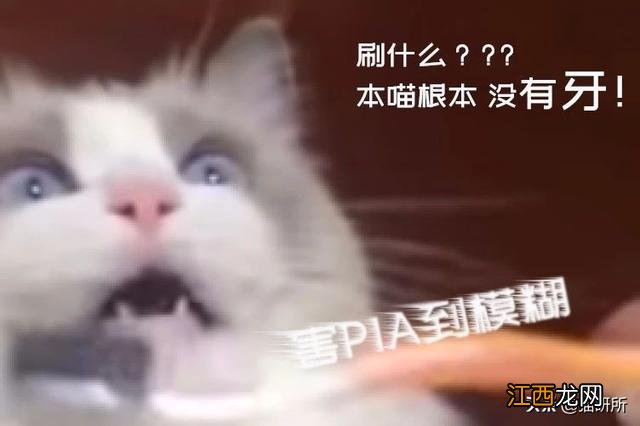 猫咪散发一种难闻气味是怎么回事？猫咪身上一股大蒜味，这篇文章太好了