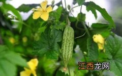 类似苦瓜的蔬菜？跟苦瓜相似的菜，这篇文章告诉你答案