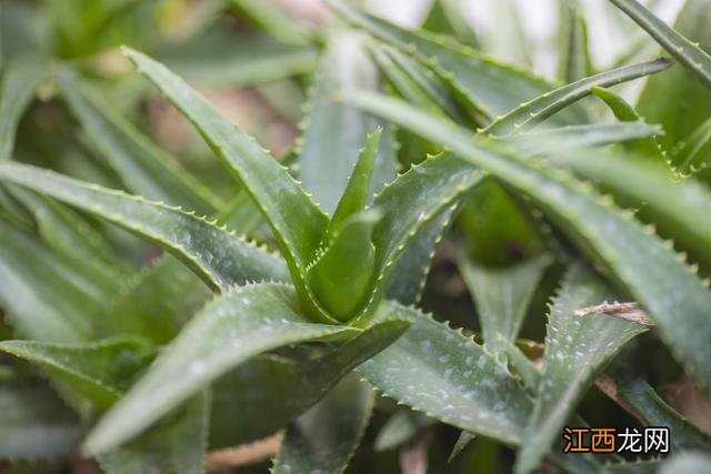 芦荟生吃为什么是苦的？芦荟生吃治癌症吗，想看，就点击这里