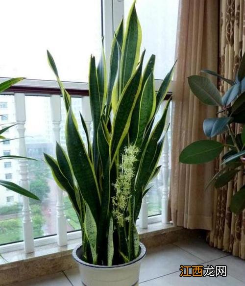 客厅养什么植物风水好 客厅镇宅招财旺人的植物，客厅养什么绿植最旺家旺财