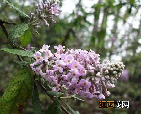 羊耳朵花学名叫什么？类似猪耳朵的花叫什么花，感觉这篇文章写的好