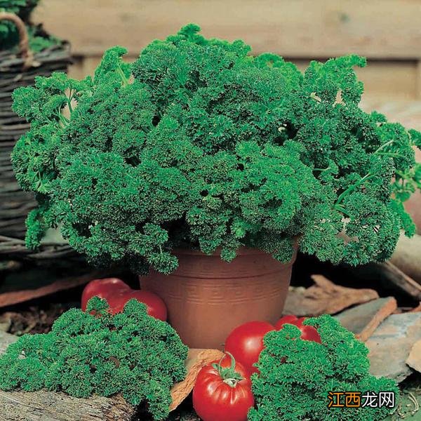 芹的种类?芹菜有什么用途呢,建议大家看完