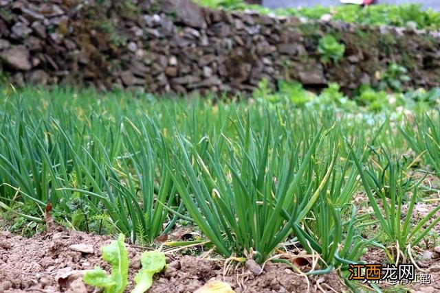 葱怎么种植发芽快？葱发芽后要每天浇水吗，科普动起来，点这里