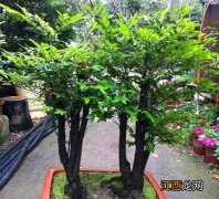 客厅适合摆放的十大植物 客厅十大镇宅植物，客厅养什么绿植最旺家旺财