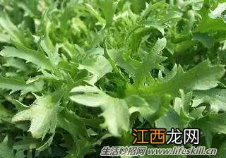 春天里能吃的野菜你都认识么？