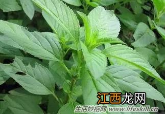 春天里能吃的野菜你都认识么？