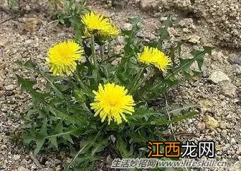 春天里能吃的野菜你都认识么？