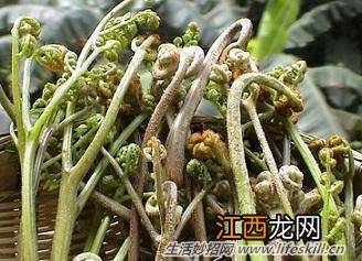 春天里能吃的野菜你都认识么？