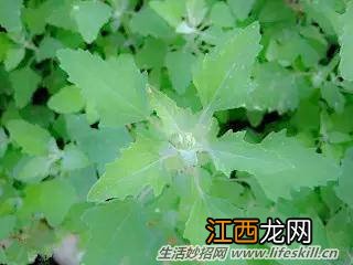 春天里能吃的野菜你都认识么？