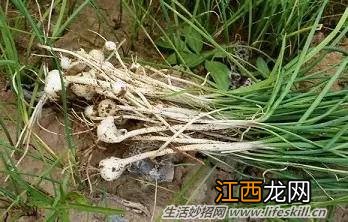 春天里能吃的野菜你都认识么？