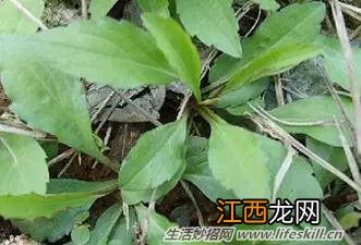 春天里能吃的野菜你都认识么？