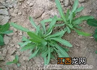 春天里能吃的野菜你都认识么？