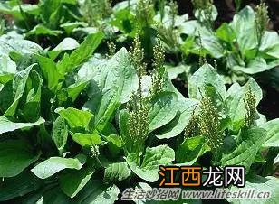 春天里能吃的野菜你都认识么？