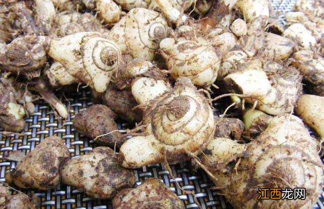 白芨自己磨粉直接吃可以吗 白芨粉不溶于水太粘正确吃法