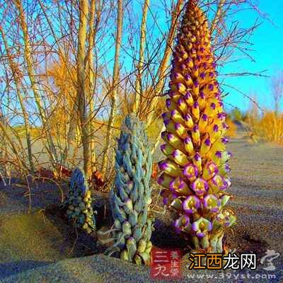 肉苁蓉的营养价值有哪些 肉苁蓉有什么好处