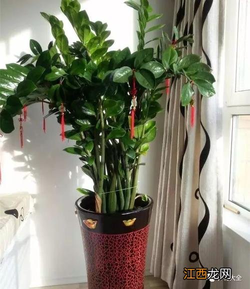 客厅正对门摆放植物图 明财位放什么植物最旺财，客厅风水植物什么最好