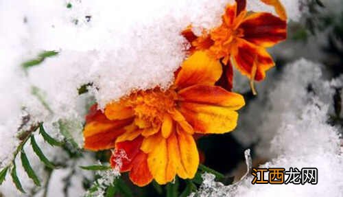 揭秘昆仑雪菊的功效与价格 最好的雪菊产地在哪?