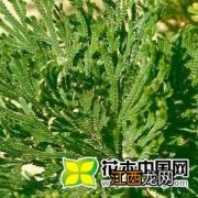 卷柏怎么养 卷柏的种植方法