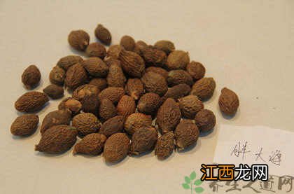 胖大海的功效与作用胖大海的副作用