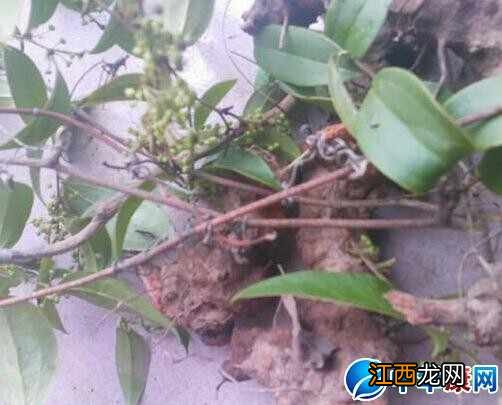 土茯苓的药用价值有哪些 土茯苓有什么好处