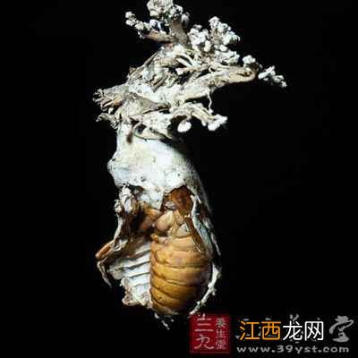 金蝉花的药用价值有哪些 金蝉花的好处有哪些