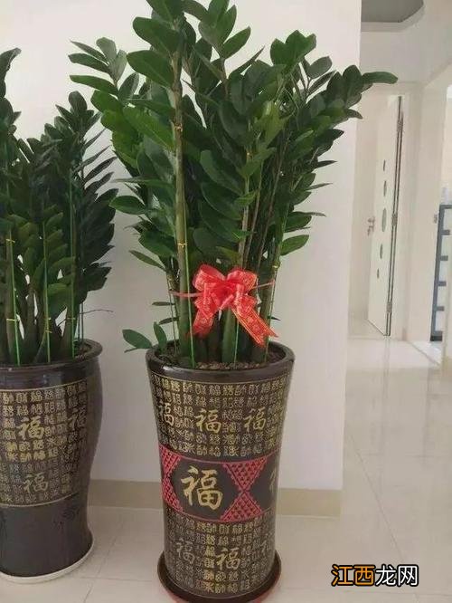 什么树最招财 最强的镇宅招财树，客厅旺财镇宅植物