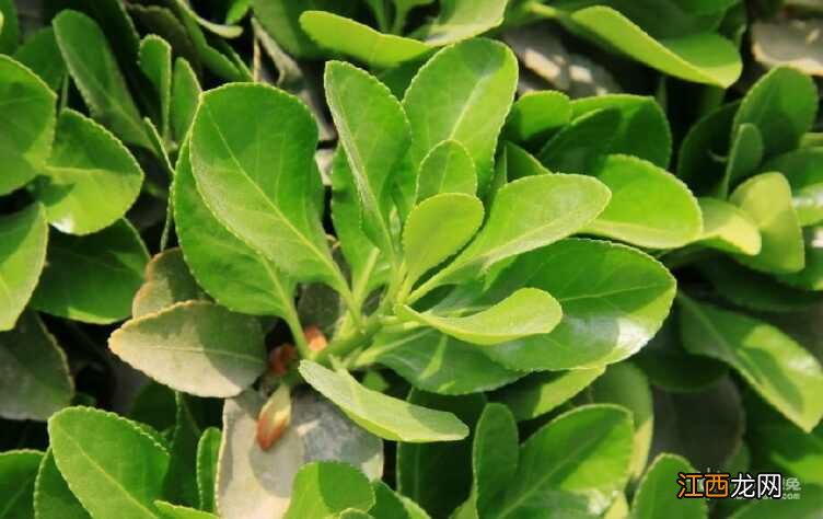 毛冬青药用价值有哪些 毛冬青有什么好处