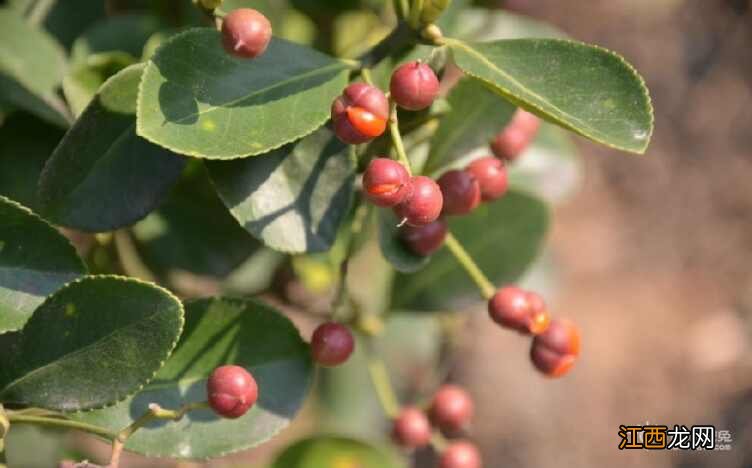 毛冬青药用价值有哪些 毛冬青有什么好处