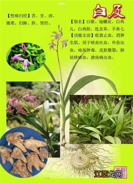 中草药图片大全300种电子版 中草药图片大全300种名称和作用