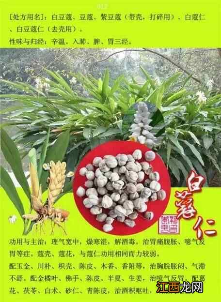 中草药图片大全300种电子版 中草药图片大全300种名称和作用