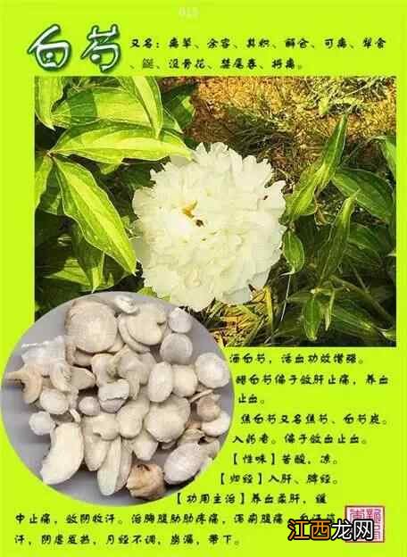 中草药图片大全300种电子版 中草药图片大全300种名称和作用