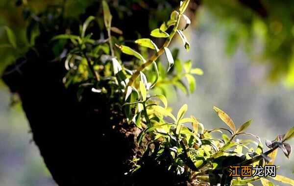 石斛几十种那种石斛最好 每斤价值上百和价值上万石斛的区别