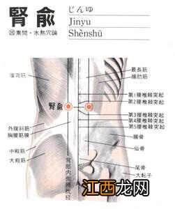 肾俞的准确位置图 肾俞穴在哪