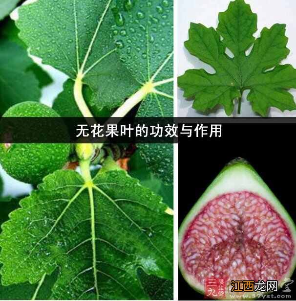 无花果叶的功效与作用及禁忌 无花果叶能治疗那些病