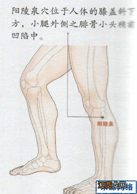 阳陵泉怎么找 阳陵泉穴有什么作用