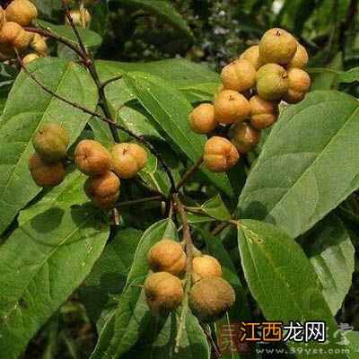 巴豆的药用价值有哪些 巴豆有副作用吗