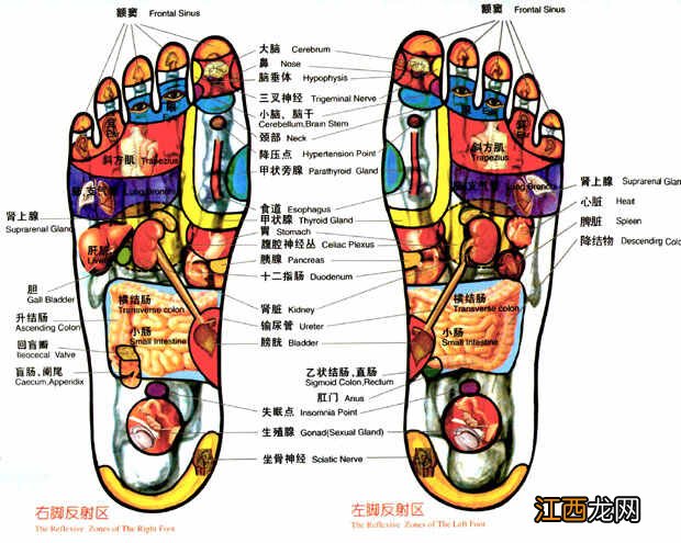 按摩保健之足底按摩穴位图