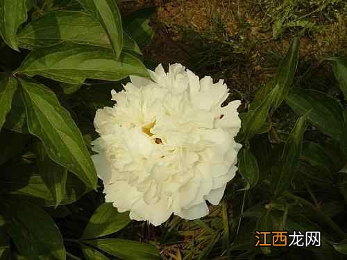 生白芍的功效与作用 白芍的饮食宜忌,生白芍的功效与作用