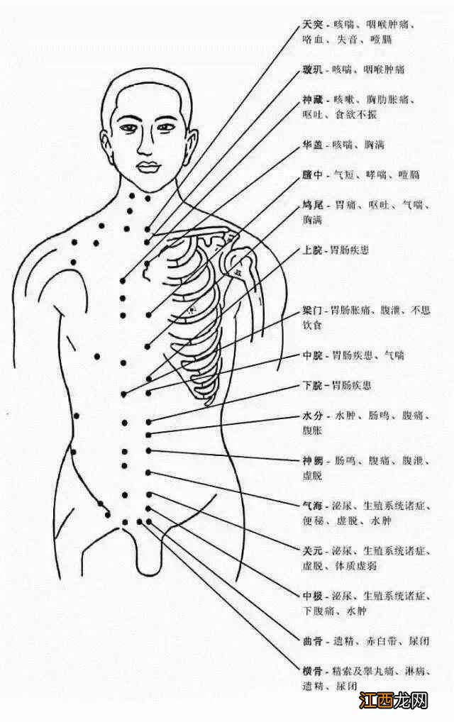 人体常用穴位全身准确位置图和作用 人体全身穴位名称和位置图