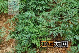 川芎的副作用有哪些 川芎与什么相克