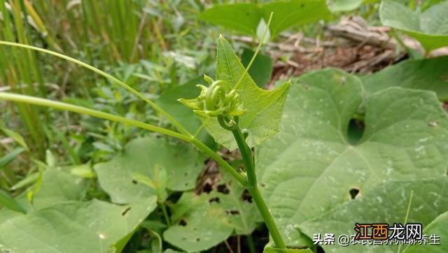 龙须菜是啥菜怎么吃？龙须菜长在地上的图片，看完刷新了认知！