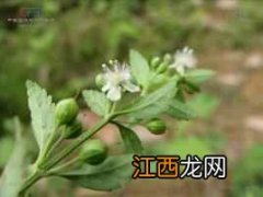 冰糖草能治疗糖尿病吗 冰糖草怎么吃