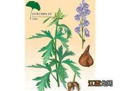 川芎的功效与作用 川芎的食用方法