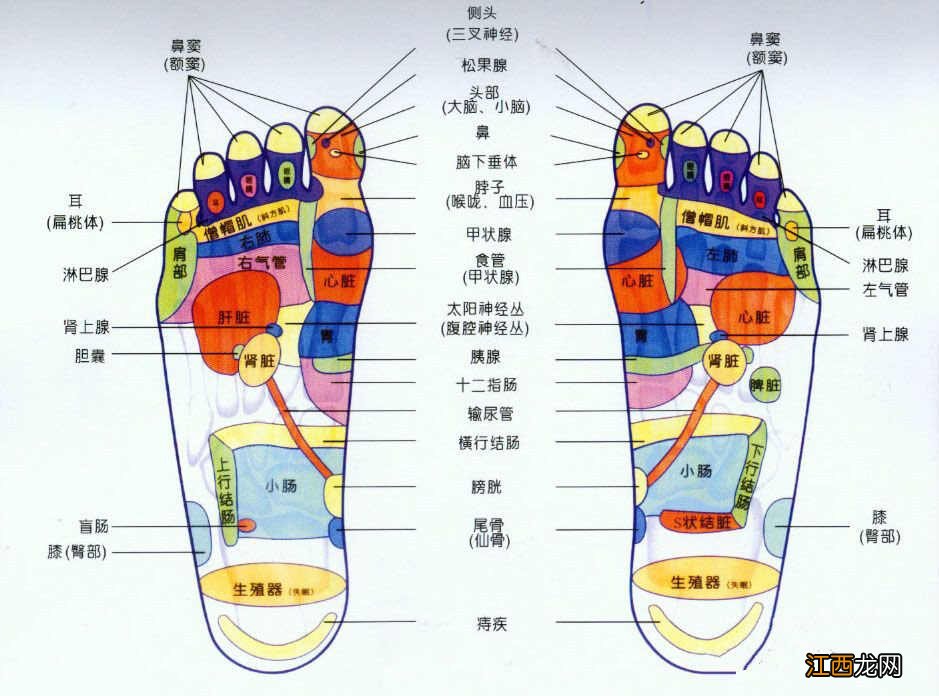 足底穴位大全 按摩足底调节肾脏