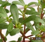 治疗糖尿病的中草药推荐 了解最简单糖尿病食疗法,治疗糖尿病的中草药