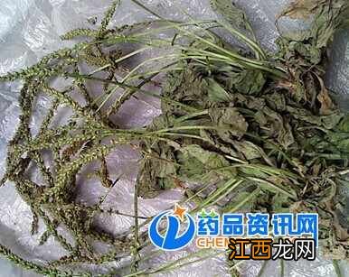 车前子的禁忌有哪些 什么人不能吃车前子