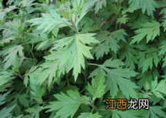 艾草加醋泡脚:解郁疏肝