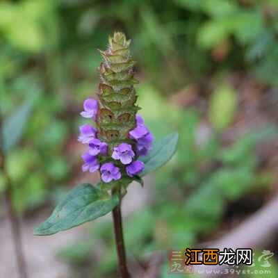 夏枯草的副作用有哪些 夏枯草的禁忌有哪些